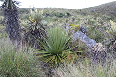 Puya goudotiana