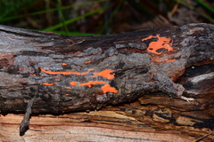 Dictydiaethalium plumbeum