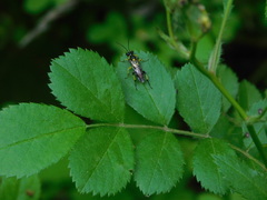 Macrophya alba