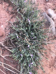 Hebecarpa macradenia