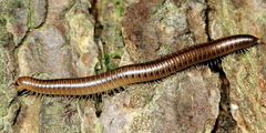 Uroblaniulus