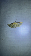 Polygrammodes flavidalis