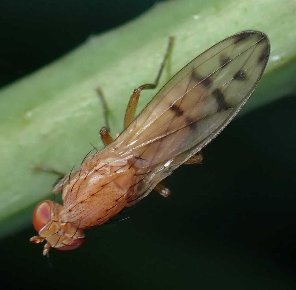 Opomyza