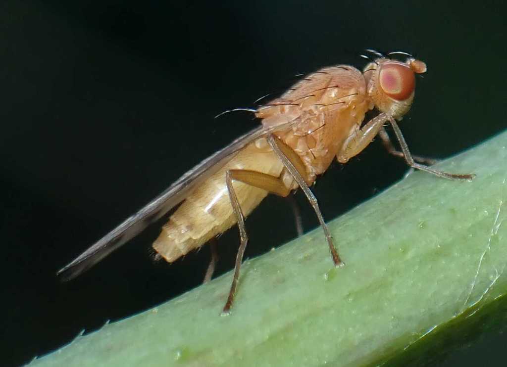 Yellow Cereal Fly