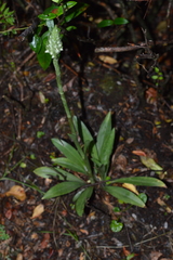 Brachystele unilateralis