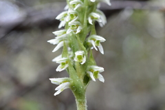 Brachystele unilateralis