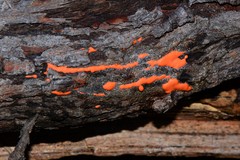 Dictydiaethalium plumbeum