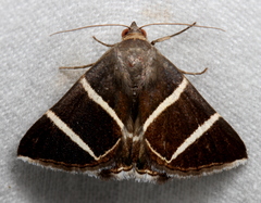Grammodes justa