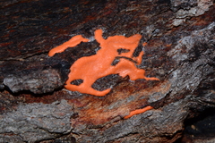 Dictydiaethalium plumbeum