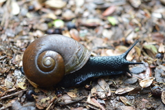 Macrocyclis peruvianus