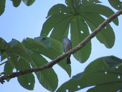 Thraupis glaucocolpa