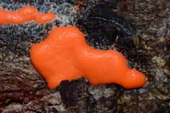 Dictydiaethalium plumbeum