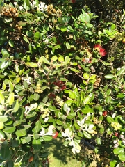 Metrosideros kermadecensis