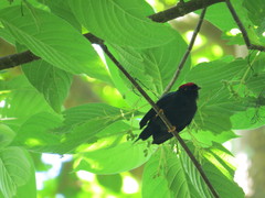Chiroxiphia lanceolata