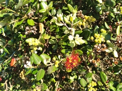 Metrosideros kermadecensis