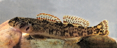 Tuckasegee Darter photo 4