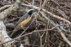 Saltator orenocensis