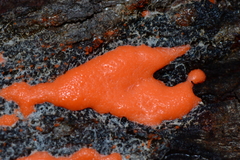 Dictydiaethalium plumbeum