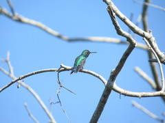 Chlorostilbon gibsoni