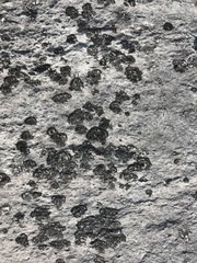 Placynthium stenophyllum