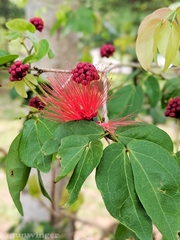 Calliandra tergemina emarginata