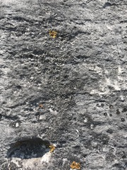 Phaeophyscia sciastra