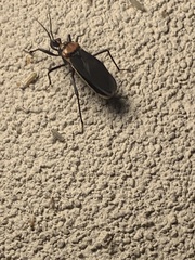 Rhiginia cinctiventris