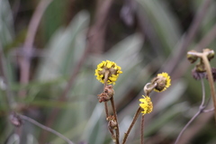 Espeletia boyacensis