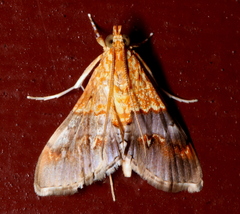 Tetracona amathealis