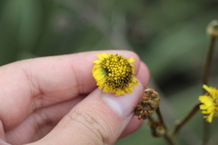 Espeletia boyacensis