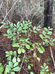 Azara integrifolia