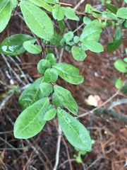 Azara integrifolia