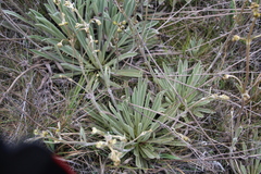Espeletia boyacensis