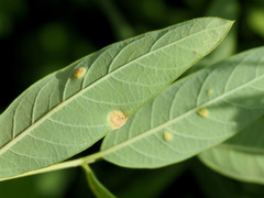 Stagonospora apocyni