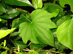 Dioscorea nipponica