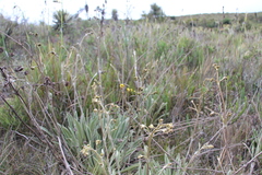 Espeletia boyacensis