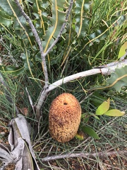 Banksia gardneri