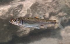 Luxilus coccogenis