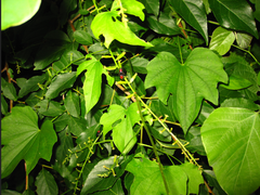 Dioscorea nipponica