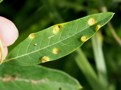 Stagonospora apocyni