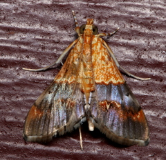 Tetracona amathealis