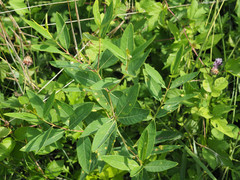 Stagonospora apocyni