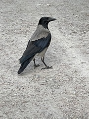 Corvus cornix
