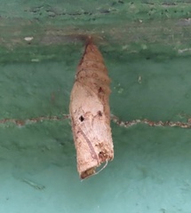 Heraclides anchisiades