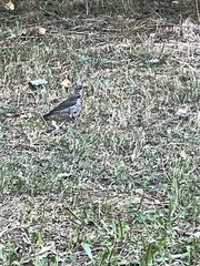 Turdus pilaris