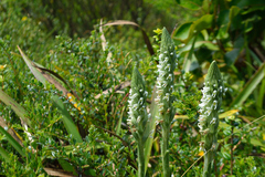 Brachystele unilateralis