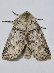 Lepidoptera