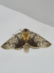 Lepidoptera