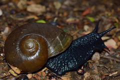 Macrocyclis peruvianus