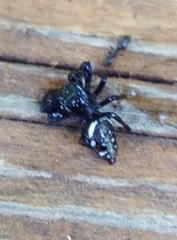 Paraphidippus aurantius